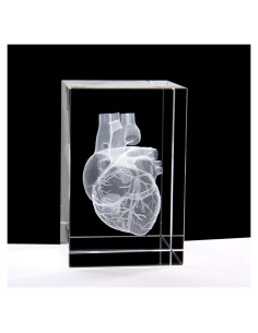 Modelo 3D Corazón Humano en Cristal Grabado XINDAM 7.87x5.08 cm