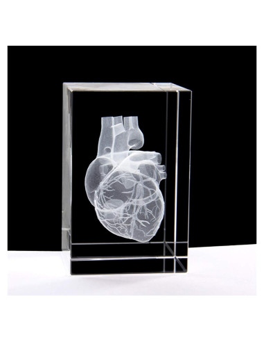 Modelo 3D Corazón Humano en Cristal Grabado XINDAM 7.87x5.08 cm