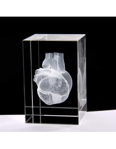 Modelo 3D Corazón Humano en Cristal Grabado XINDAM 7.87x5.08 cm 2