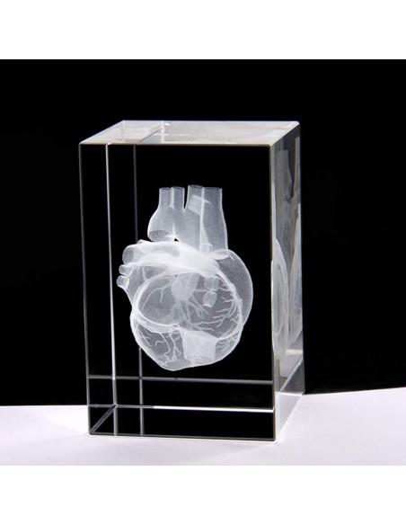 Modelo 3D Corazón Humano en Cristal Grabado XINDAM 7.87x5.08 cm