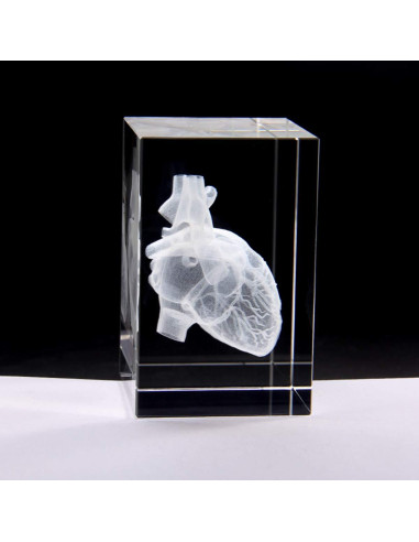 Modelo 3D Corazón Humano en Cristal Grabado XINDAM 7.87x5.08 cm