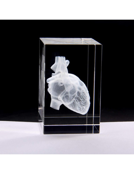 Modelo 3D Corazón Humano en Cristal Grabado XINDAM 7.87x5.08 cm