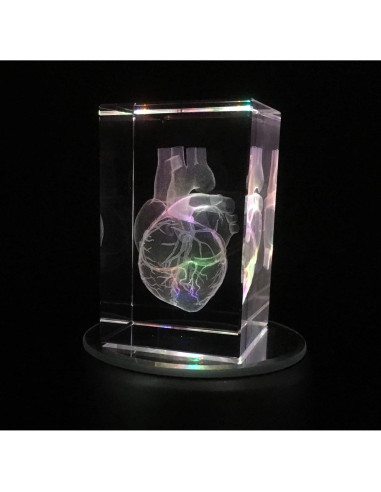 Modelo 3D Corazón Humano en Cristal Grabado XINDAM 7.87x5.08 cm