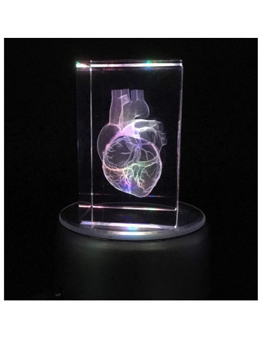 Modelo 3D Corazón Humano en Cristal Grabado XINDAM 7.87x5.08 cm
