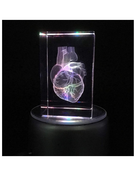 Modelo 3D Corazón Humano en Cristal Grabado XINDAM 7.87x5.08 cm