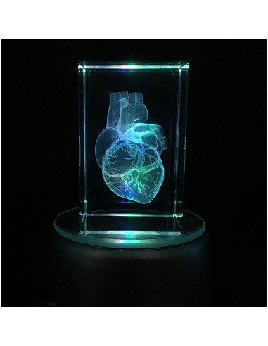 Modelo 3D Corazón Humano en Cristal Grabado XINDAM 7.87x5.08 cm