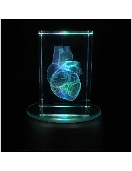 Modelo 3D Corazón Humano en Cristal Grabado XINDAM 7.87x5.08 cm