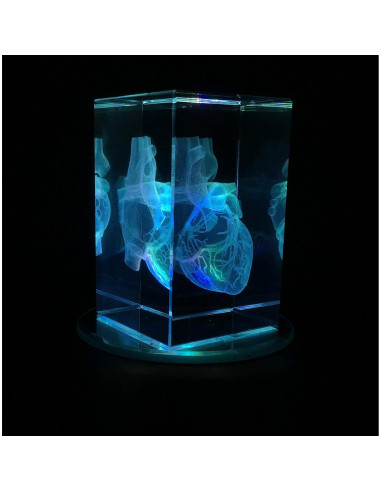 Modelo 3D Corazón Humano en Cristal Grabado XINDAM 7.87x5.08 cm