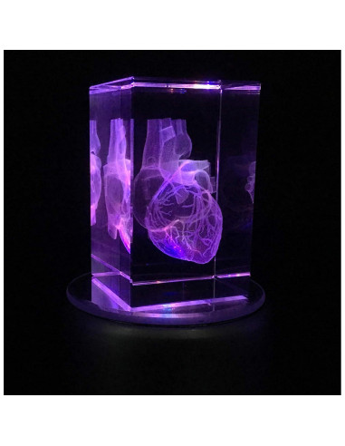 Modelo 3D Corazón Humano en Cristal Grabado XINDAM 7.87x5.08 cm