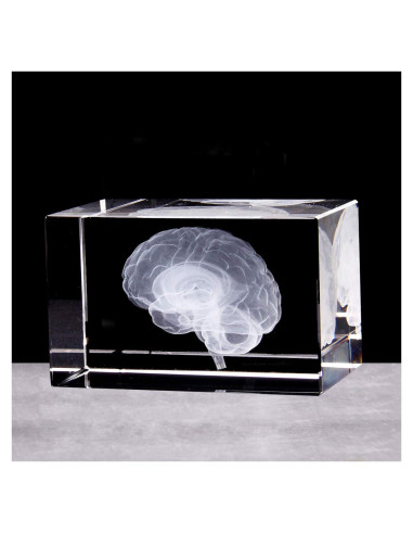 Sujetapapeles 3D Cerebro Humano XINDAM Grabado en Cristal