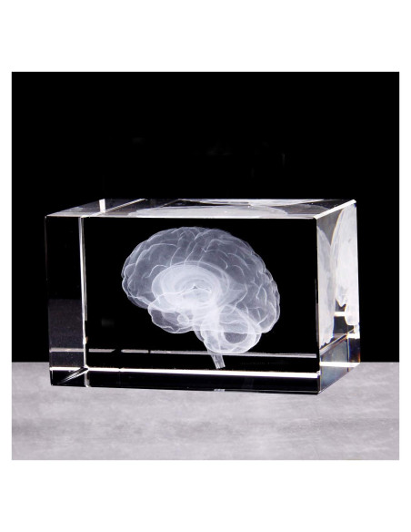 Sujetapapeles 3D Cerebro Humano XINDAM Grabado en Cristal