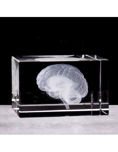 Sujetapapeles 3D Cerebro Humano XINDAM Grabado en Cristal