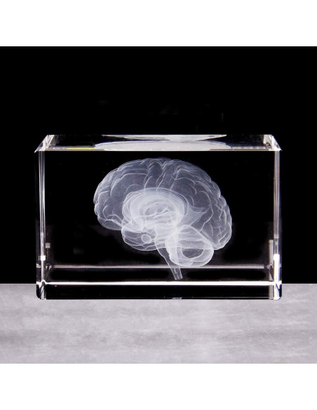 Sujetapapeles 3D Cerebro Humano XINDAM Grabado en Cristal
