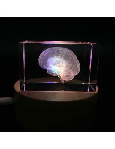 Sujetapapeles 3D Cerebro Humano XINDAM Grabado en Cristal