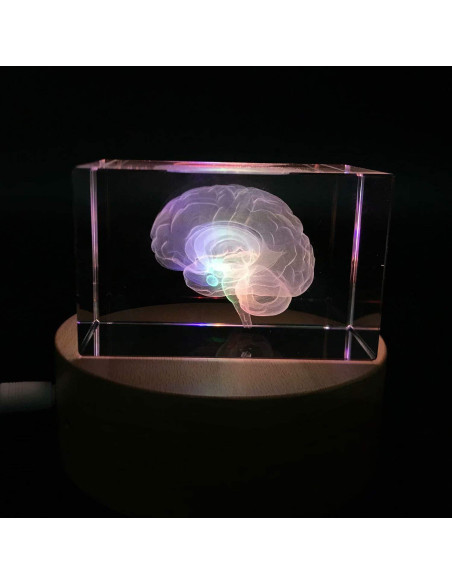 Sujetapapeles 3D Cerebro Humano XINDAM Grabado en Cristal