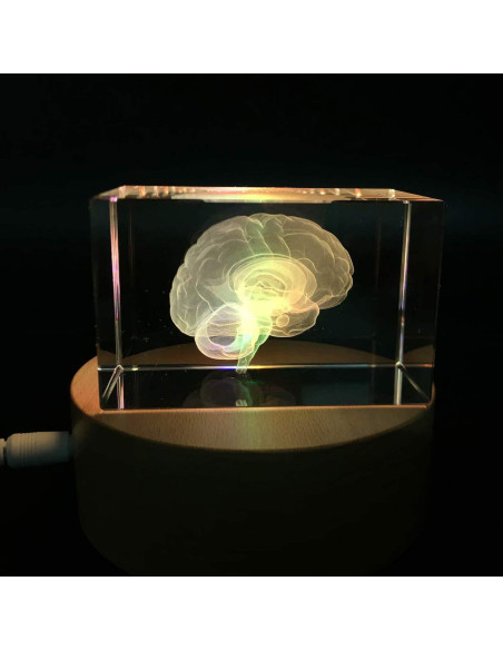 Sujetapapeles 3D Cerebro Humano XINDAM Grabado en Cristal