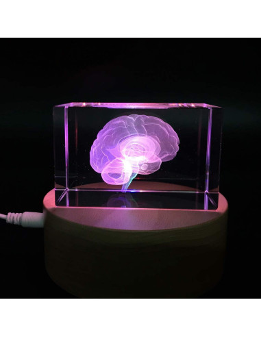 Sujetapapeles 3D Cerebro Humano XINDAM Grabado en Cristal