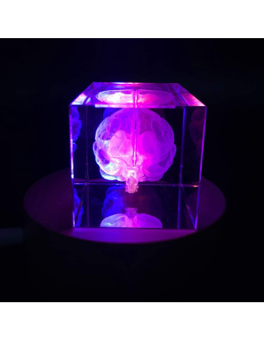 Sujetapapeles 3D Cerebro Humano XINDAM Grabado en Cristal