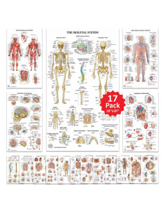 17 Pósters de Anatomía Humana La Ciencia del Arte 45.72x76.2cm