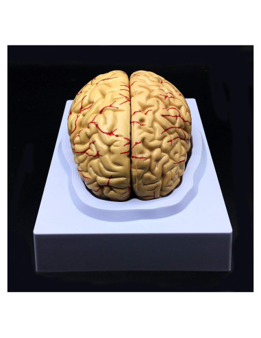 Modelo de Cerebro Humano XINDAM a Tamaño Real 8 Partes