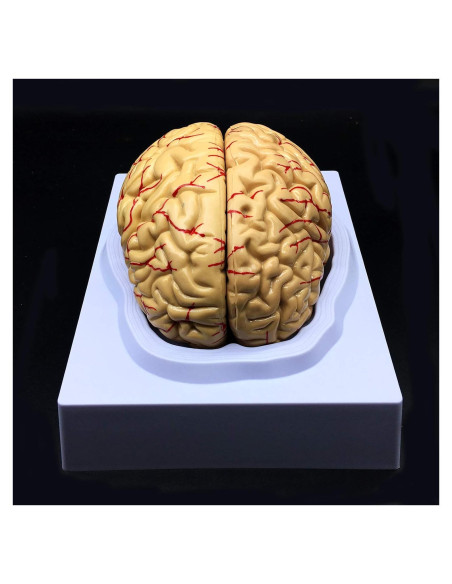 Modelo de Cerebro Humano XINDAM a Tamaño Real 8 Partes