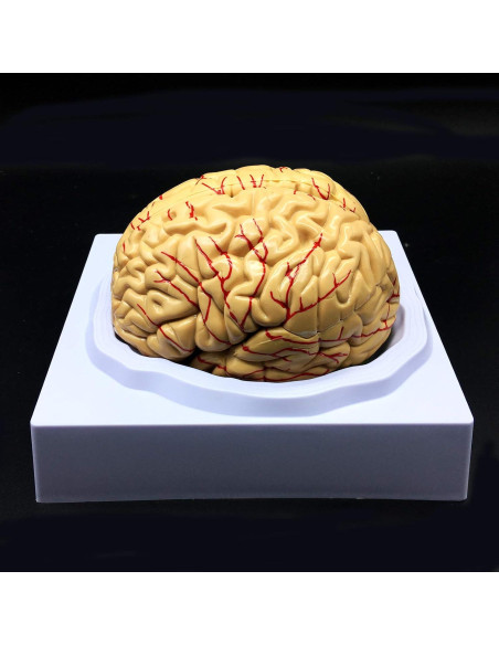 Modelo de Cerebro Humano XINDAM a Tamaño Real 8 Partes