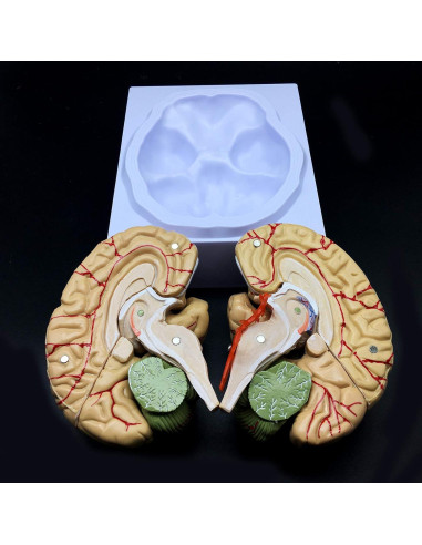 Modelo de Cerebro Humano XINDAM a Tamaño Real 8 Partes