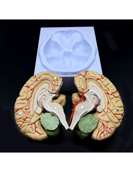 Modelo de Cerebro Humano XINDAM a Tamaño Real 8 Partes