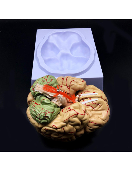 Modelo de Cerebro Humano XINDAM a Tamaño Real 8 Partes