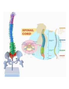 Modelo de Anatomía de Columna Vertebral Aliwovo 44.96 cm