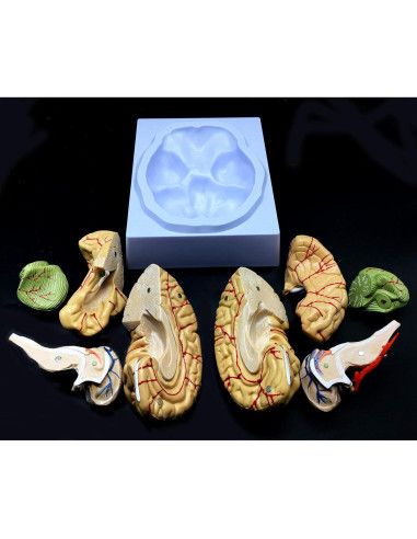Modelo de Cerebro Humano XINDAM a Tamaño Real 8 Partes