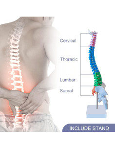 Modelo de Anatomía de Columna Vertebral Aliwovo 44.96 cm 2