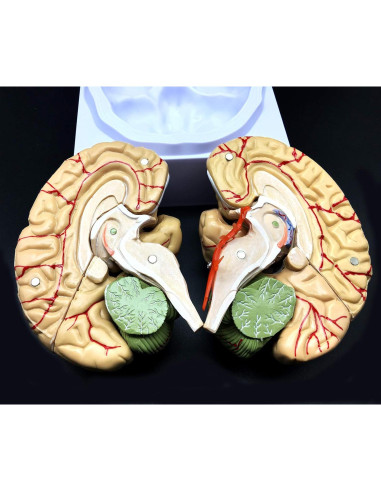Modelo de Cerebro Humano XINDAM a Tamaño Real 8 Partes