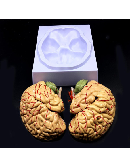 Modelo de Cerebro Humano XINDAM a Tamaño Real 8 Partes