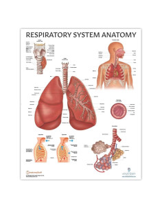 Póster Anatomía Sistema Respiratorio Humano Laminado 43.9x57.2cm