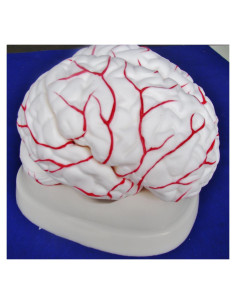 Modelo Médico Cerebro Arterial Profesional ANGELUS IT-047