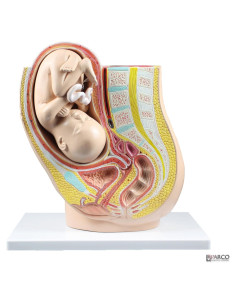 Modelo de Pelvis Humana Embarazo Parco Scientific PB00111 3.19 kg