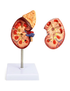 Modelo de Riñón Humano a Tamaño Real QWORK - Educativo 2
