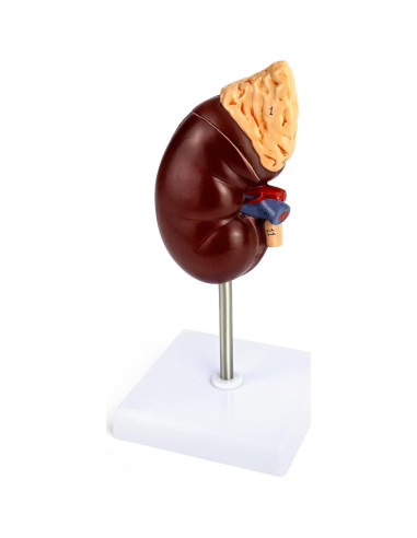 Modelo de Riñón Humano a Tamaño Real QWORK - Educativo