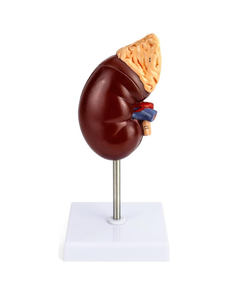 Modelo de Riñón Humano a Tamaño Real QWORK - Educativo