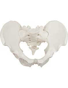 Modelo de Pelvis Masculina Axis Scientific 17.78x22.86cm 2