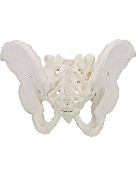 Modelo de Pelvis Masculina Axis Scientific 17.78x22.86cm