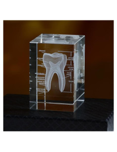 Modelo 3D de Diente Humano en Cristal ZITREOXN 8cm Educativo