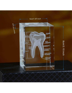 Modelo 3D de Diente Humano en Cristal ZITREOXN 8cm Educativo 2