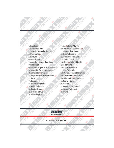 Modelo de Pelvis Masculina Axis Scientific 17.78x22.86cm
