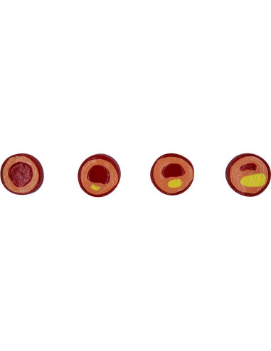 Modelo Anatómico de Vasos Sanguíneos NNSKI 20x17cm