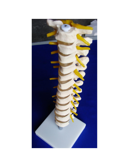 Columna Vertebral Torácica Grande Modelo IT-021 ANGELUS