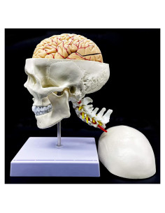 Modelo Anatómico Cráneo Humano con Cerebro y Vértebras Cervicales