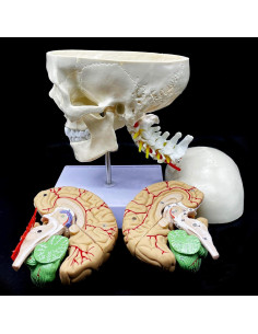 Modelo Anatómico Cráneo Humano con Cerebro y Vértebras Cervicales 2