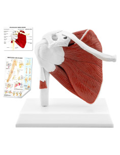 Modelo de Articulación del Hombro Musculoso TYRRDE 1:1